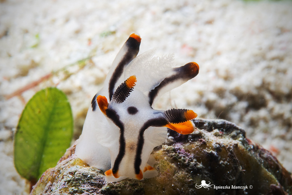 Thecacera Picta Baba