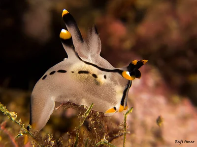 Painted Thecacera - Thecacera picta