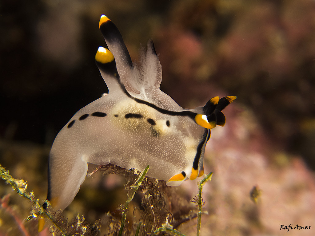 Painted Thecacera - Thecacera picta