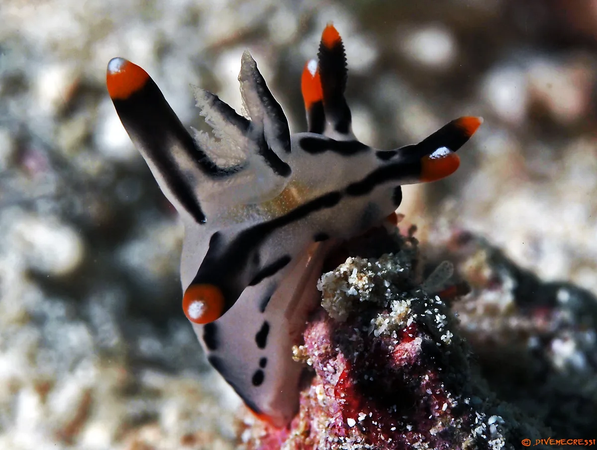 Thecacera picta