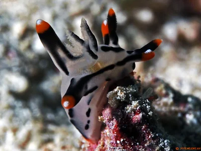 Thecacera picta