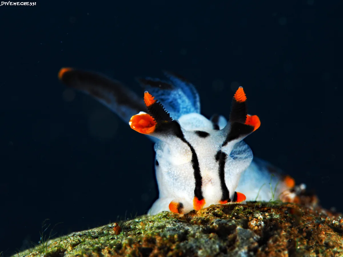 Thecacera picta