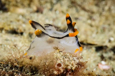 Thecacera picta nudibranch
