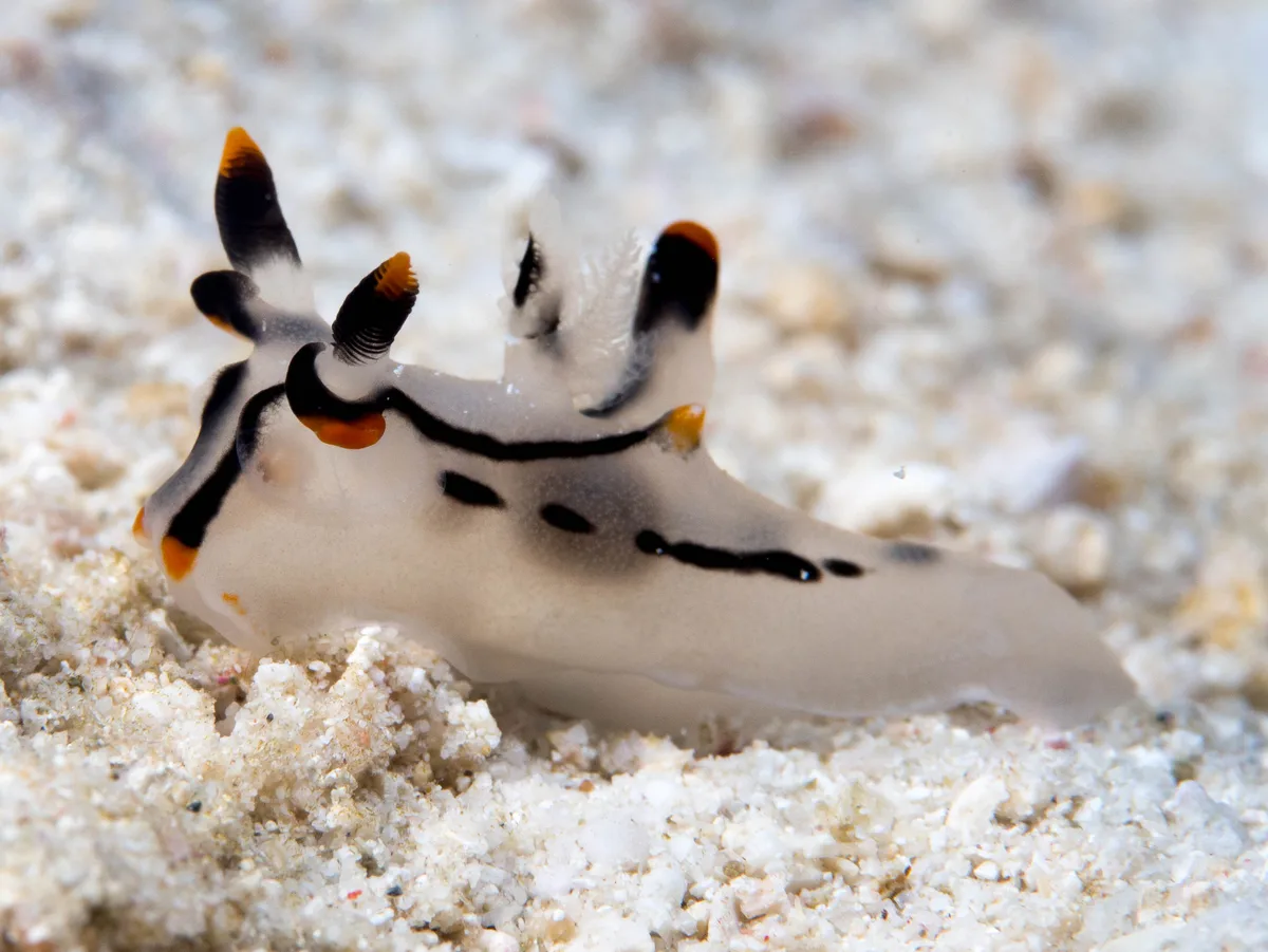 Thecacera picta