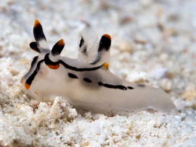 Thecacera picta