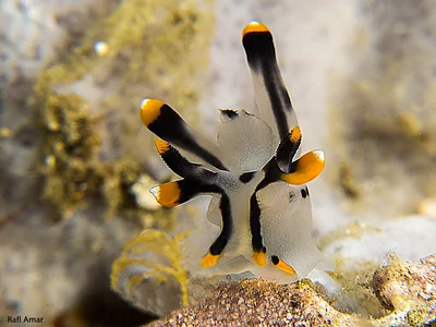Painted Thecacera - Thecacera picta