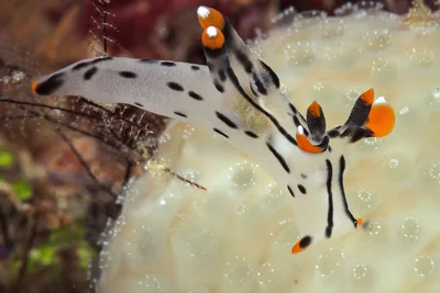 Jumpin' Thecacera Picta