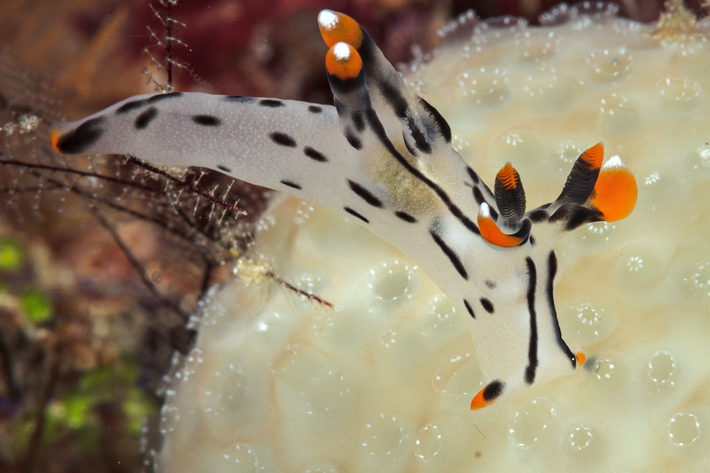 Jumpin' Thecacera Picta