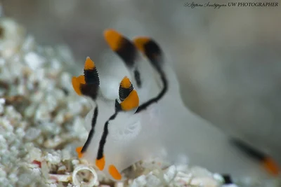 Thecacera picta