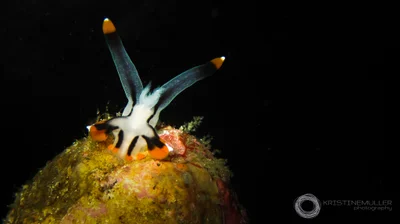 Thecacera picta Nudibranch