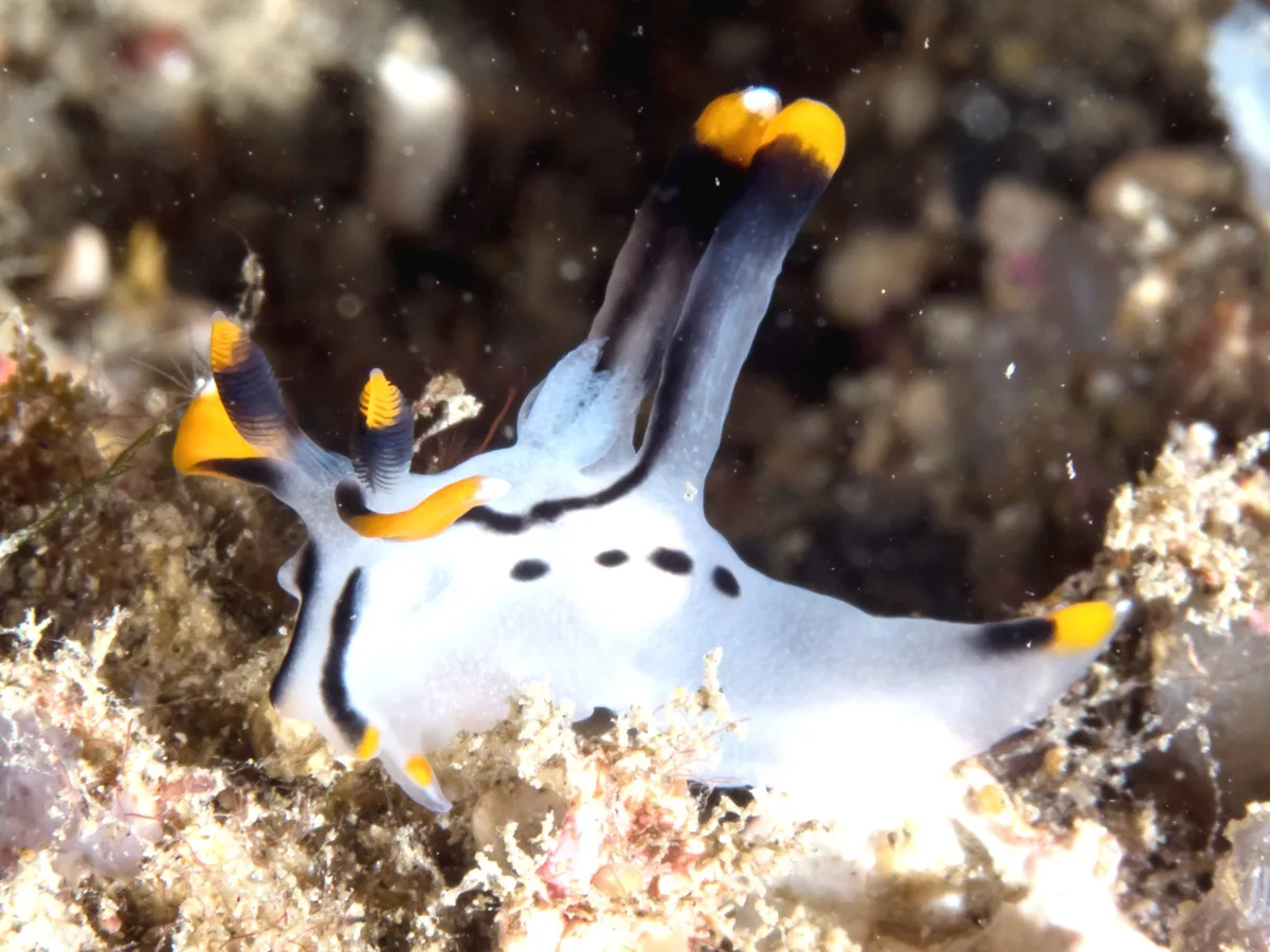 Thecacera picta
