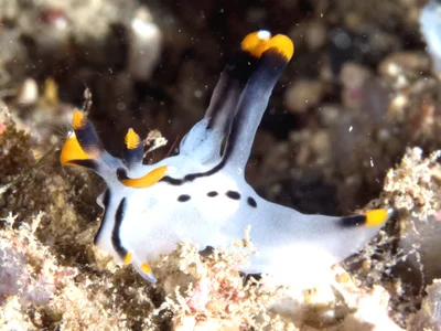 Thecacera picta