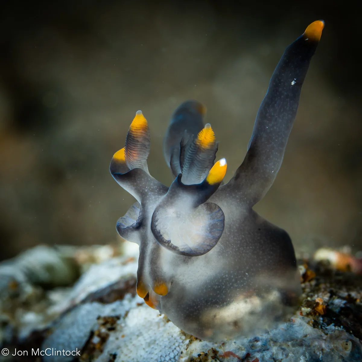 Thecacera picta