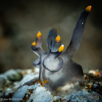 Thecacera picta