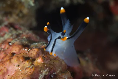 Thecacera picta