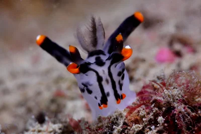 Thecacera picta 彩繪多角海蛞蝓