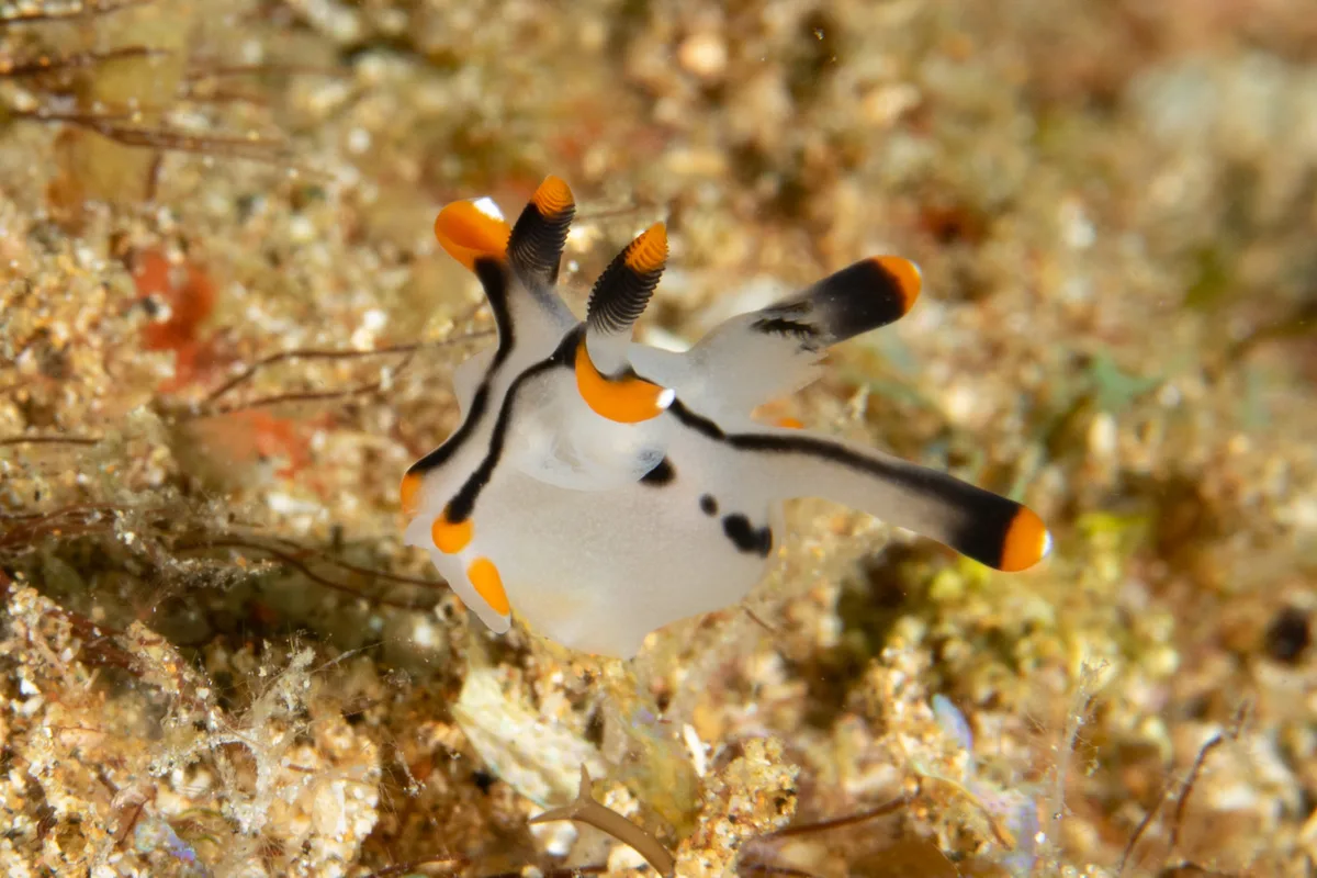 Thecacera picta nudibranch