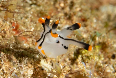 Thecacera picta nudibranch