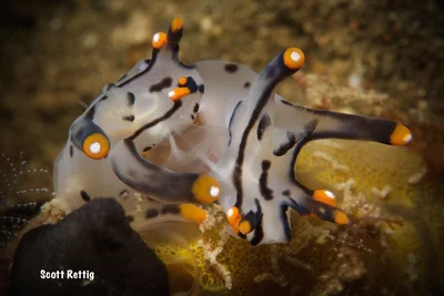 Pikachu Love (Thecacera picta) Mating