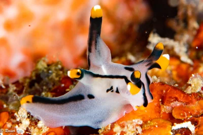 Thecacera picta