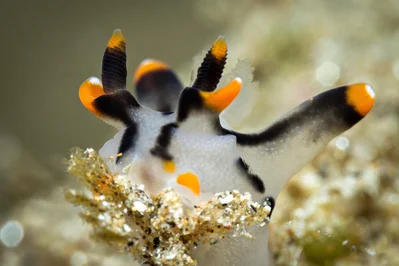 Pikachu Thecacera Nudibranch