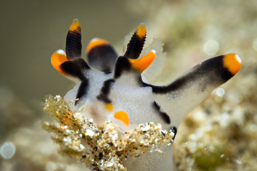 Pikachu Thecacera Nudibranch