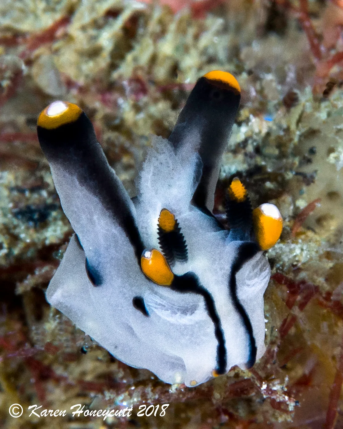 Thecacera picta (Nudibranch) - Ambon Bay, Indonesia