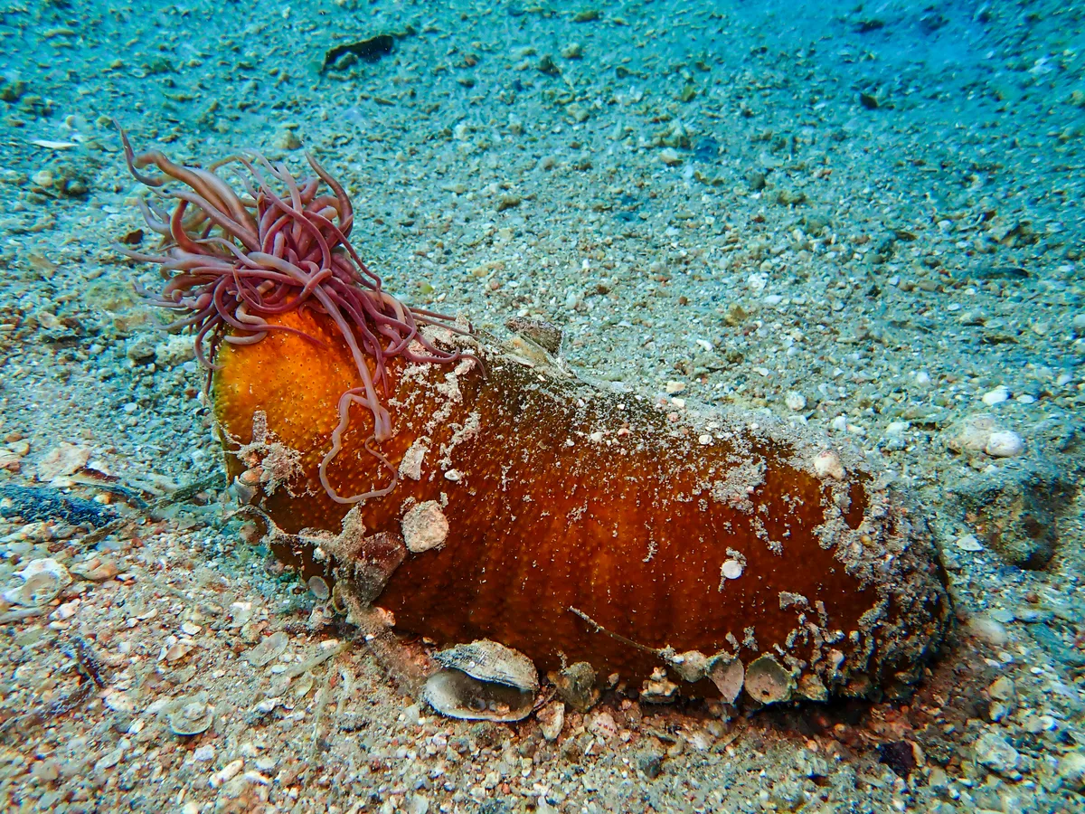 Black Sea Cucumber