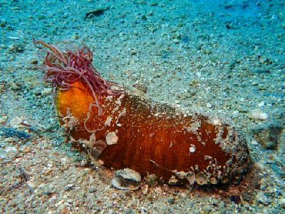 Black Sea Cucumber