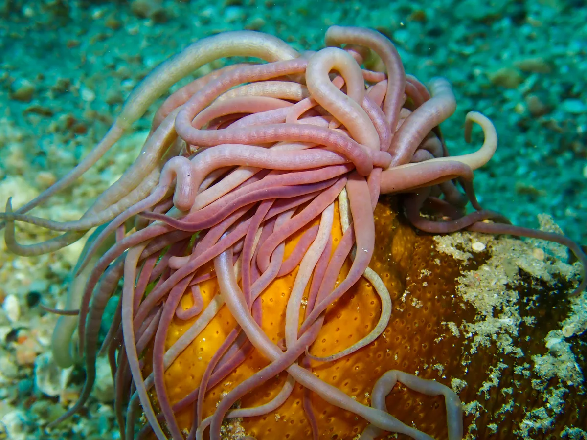 Black Sea Cucumber