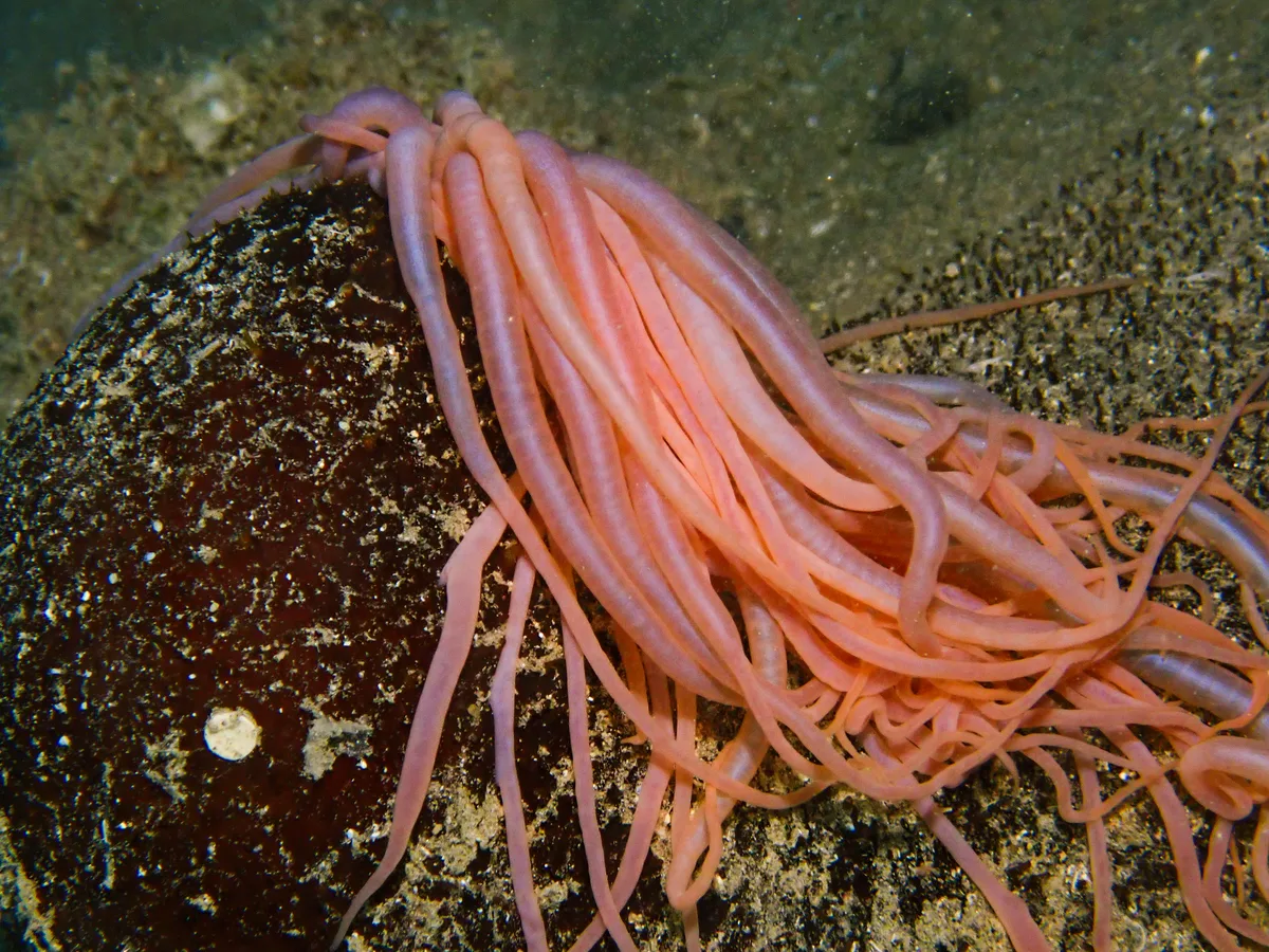 Black Sea Cucumber