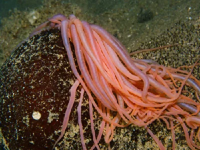 Black Sea Cucumber