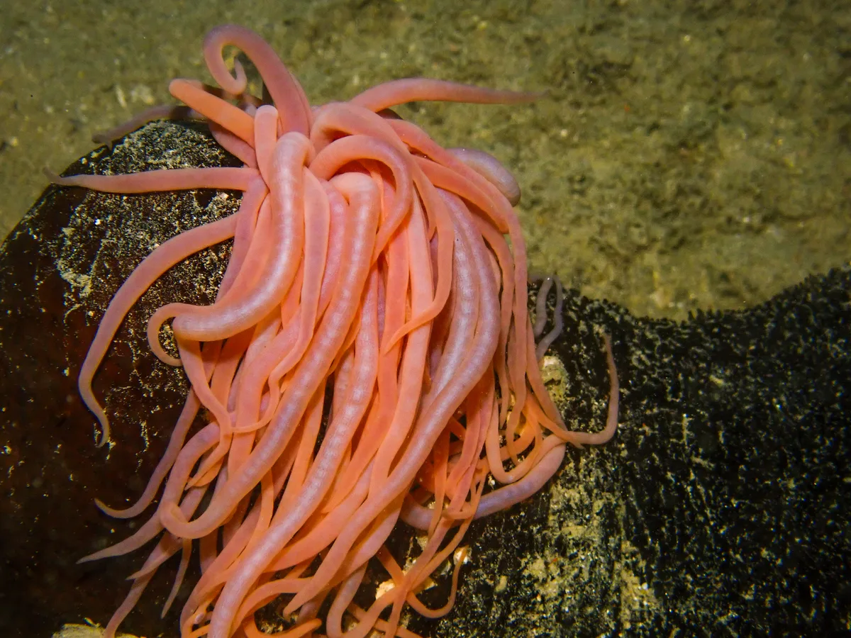 Black Sea Cucumber