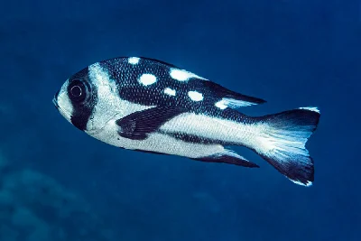Black Snapper - subadult