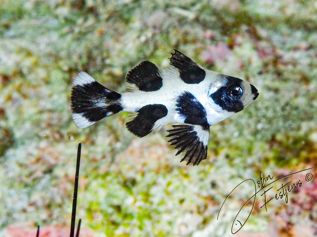 Black Snapper - juvenile
