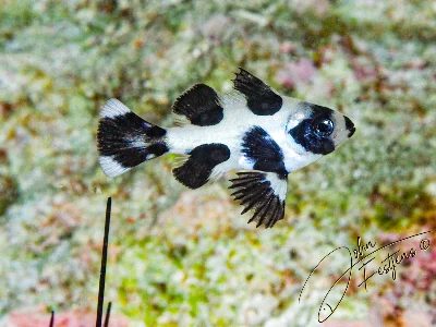Black Snapper - juvenile