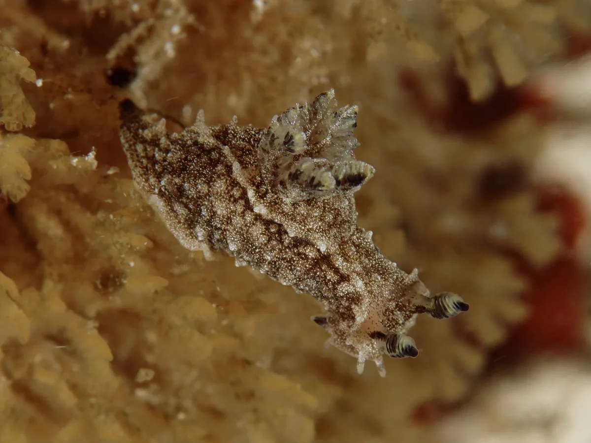 Polycera melanosticta