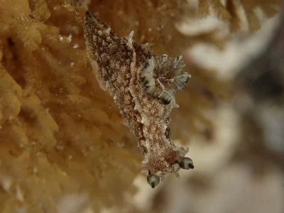 Polycera melanosticta