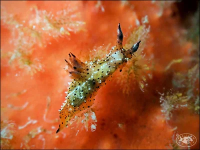 Nudibranch (Polycera melanosticta)