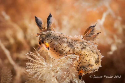 Black-Speckled Polycera.