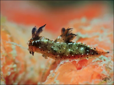 Nudibranch (Polycera melanosticta)
