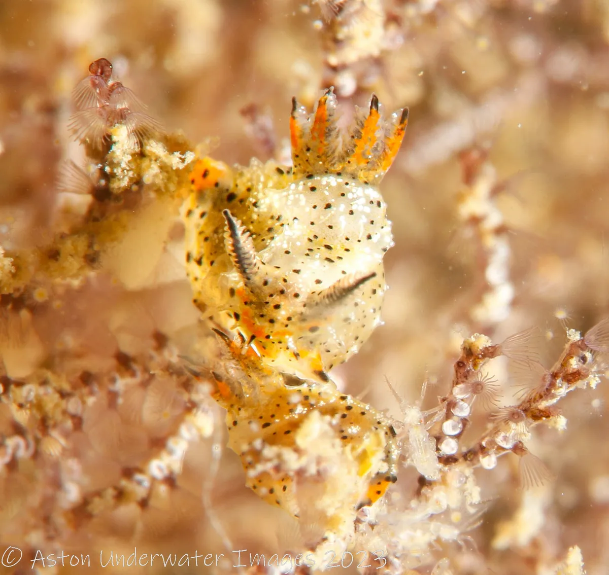 Polycera melanosticta - Gold Coast QLD, Australia