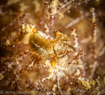 Polycera melanosticta - Gold Coast QLD, Australia