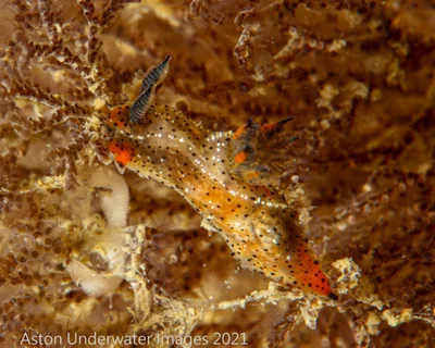 Polycera melanosticta - Gold Coast QLD, Australia