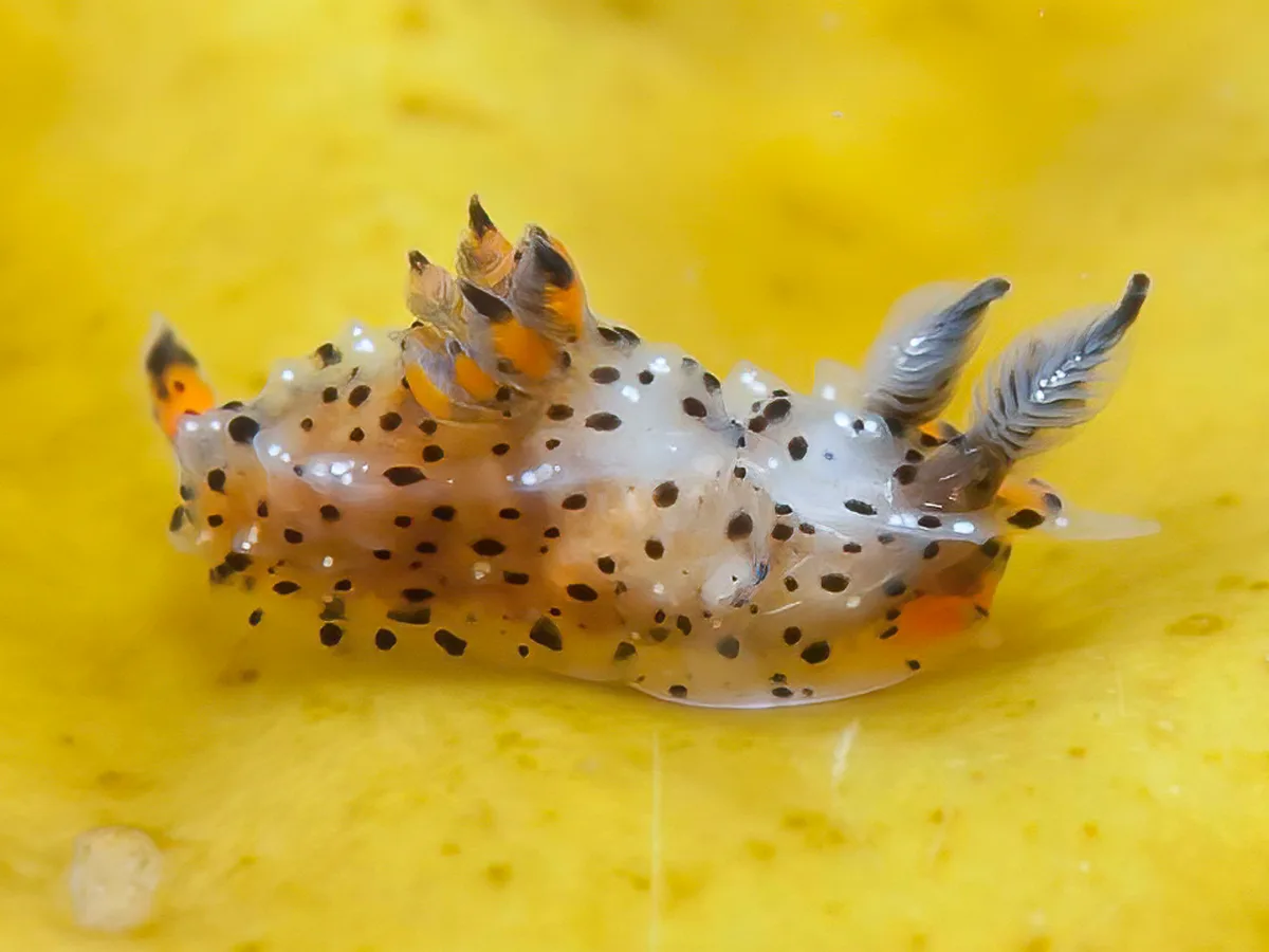 Polycera melanosticta - Woolgoolga, New South Wales, Australia