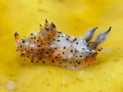 Polycera melanosticta - Woolgoolga, New South Wales, Australia