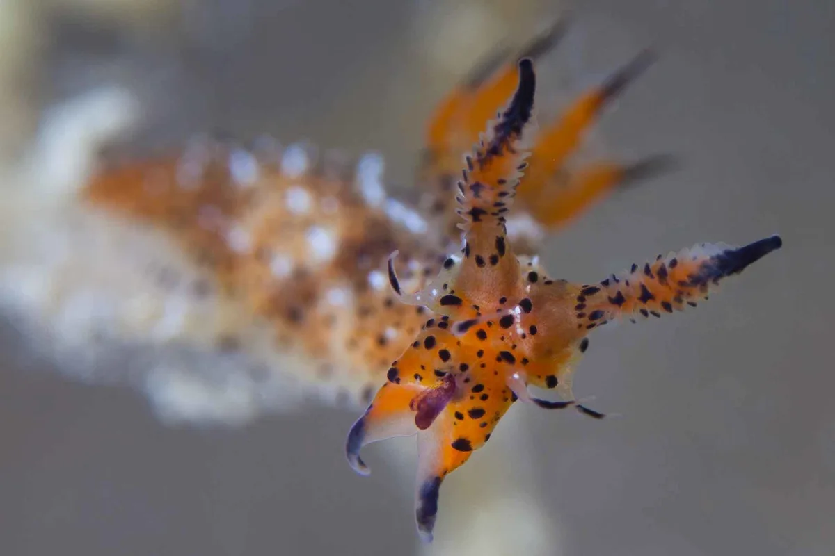 Polycera melanosticta - Ouen Toro, NC-SU-NO, NC-SU, NC