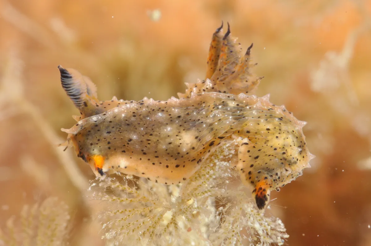 Polycera melanosticta - Blairgowrie Marina dive site, Blairgowrie, Victoria, Australia.