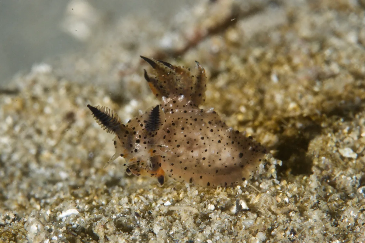 Polycera melanosticta - Blairgowrie, Victoria, Australia