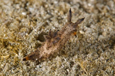 Polycera melanosticta - Blairgowrie, Victoria, Australia